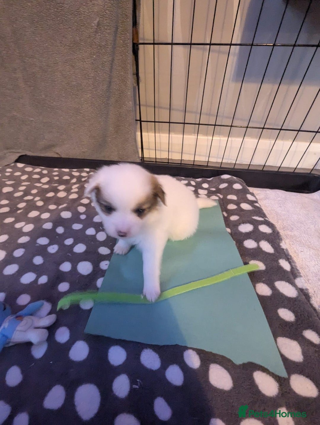 Pomeranian dogs for sale: Beautiful pom puppies - Advert 4