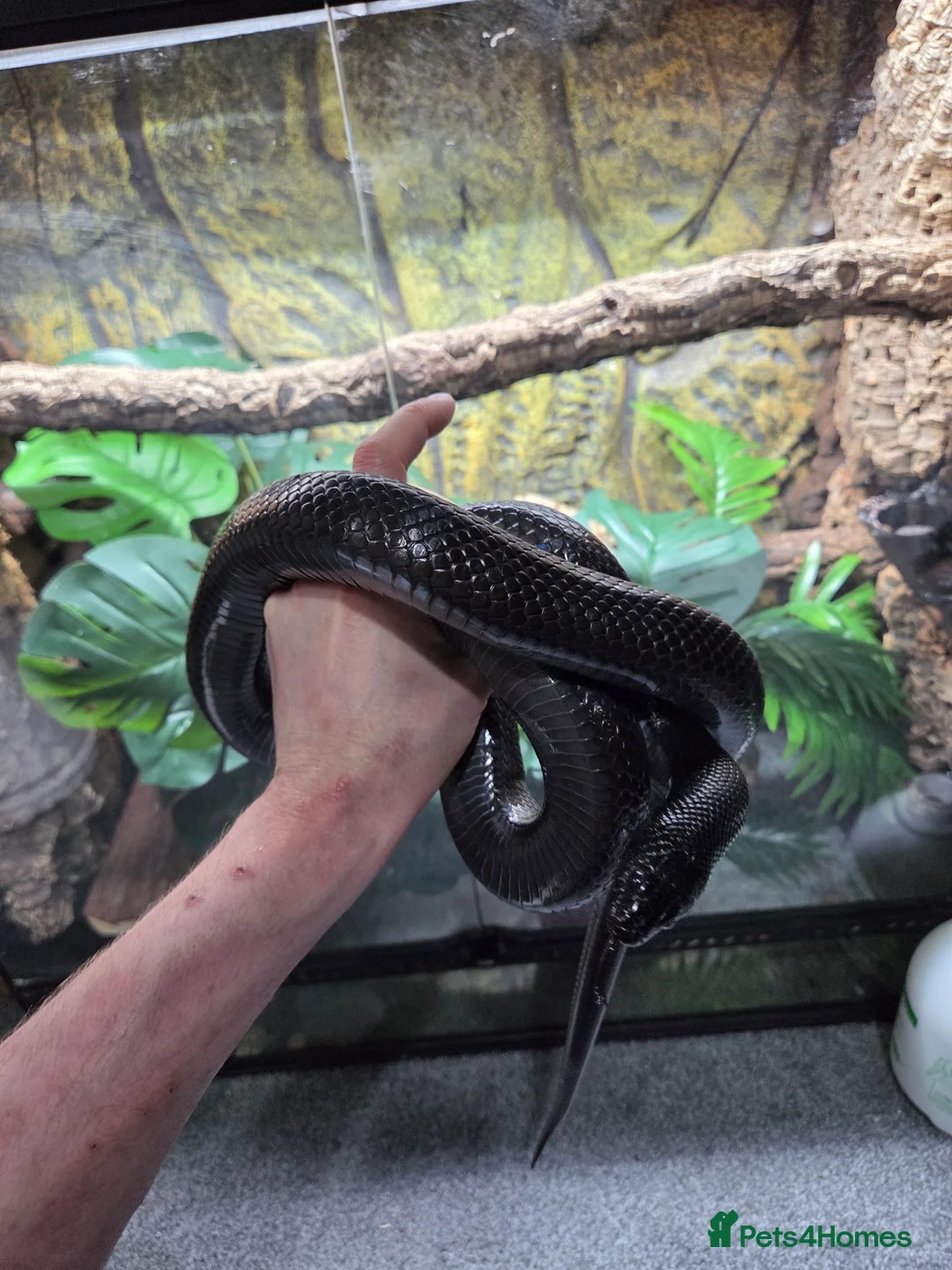 King Snake reptiles for sale: Prove pair Mexican black king snake - Advert 2
