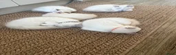 Ragdoll cats for sale: Adorable Playful and Cuddly Pedigree Ragdolls! - Advert 15
