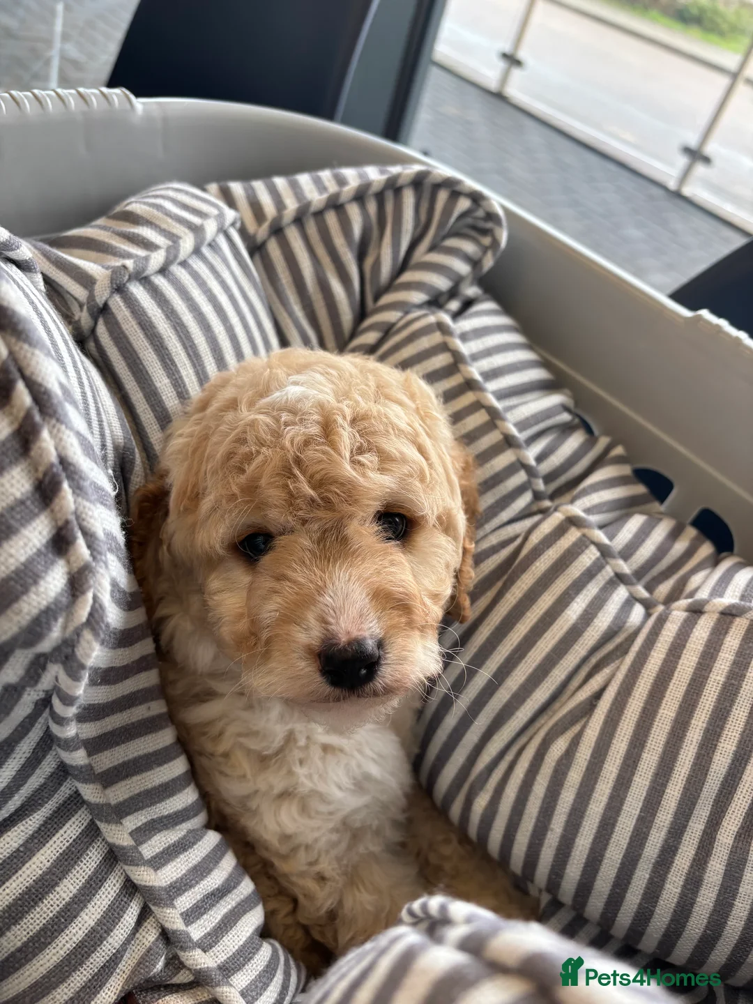 Labradoodle dogs for sale: Miniature Labradoodle puppies - Advert 21
