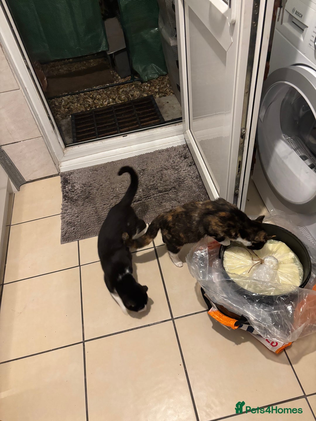 European cats for sale: Kittens for Sale  - Advert 4