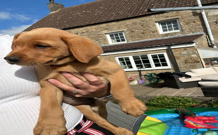 Labrador Retriever dogs - Advert 8