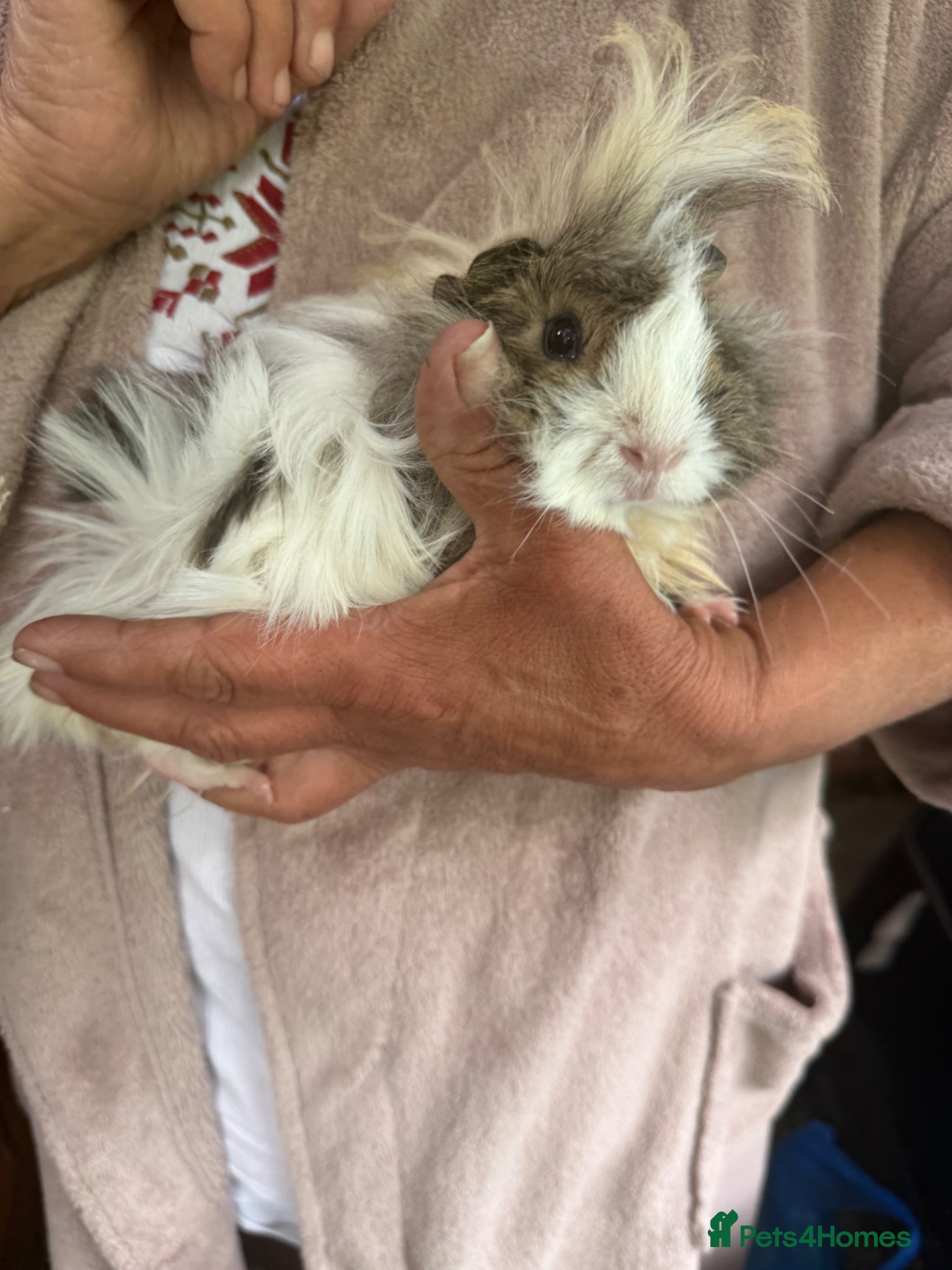 Guinea Pig rodents Baby boy Guinea pig  - Advert 2