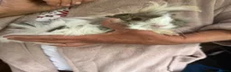 Guinea Pig rodents for sale: Baby Guinea pig  - Advert 1