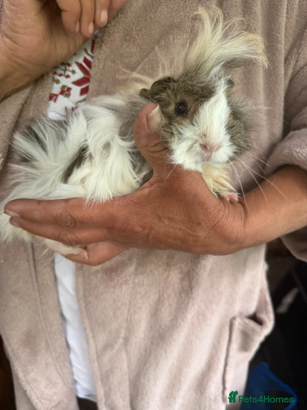 Guinea Pig rodents for sale: Baby Guinea pig  - Advert 1