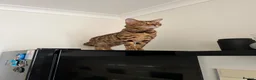 Bengal cats for sale: Bengal Cat For Sale - Advert 10