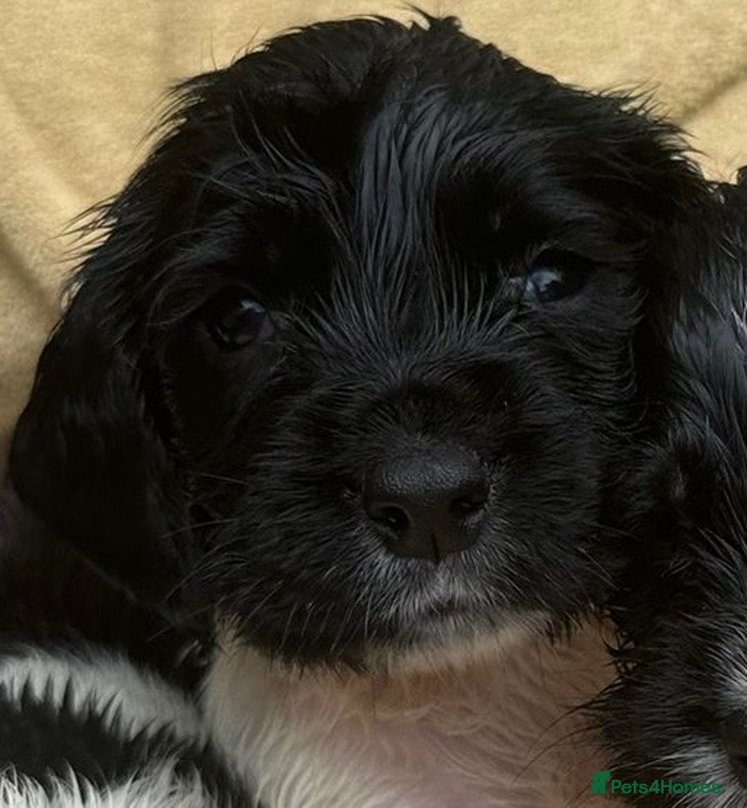English Springer Spaniel dogs for sale: Pedigree Springer Spaniel Pups.  - Image 10