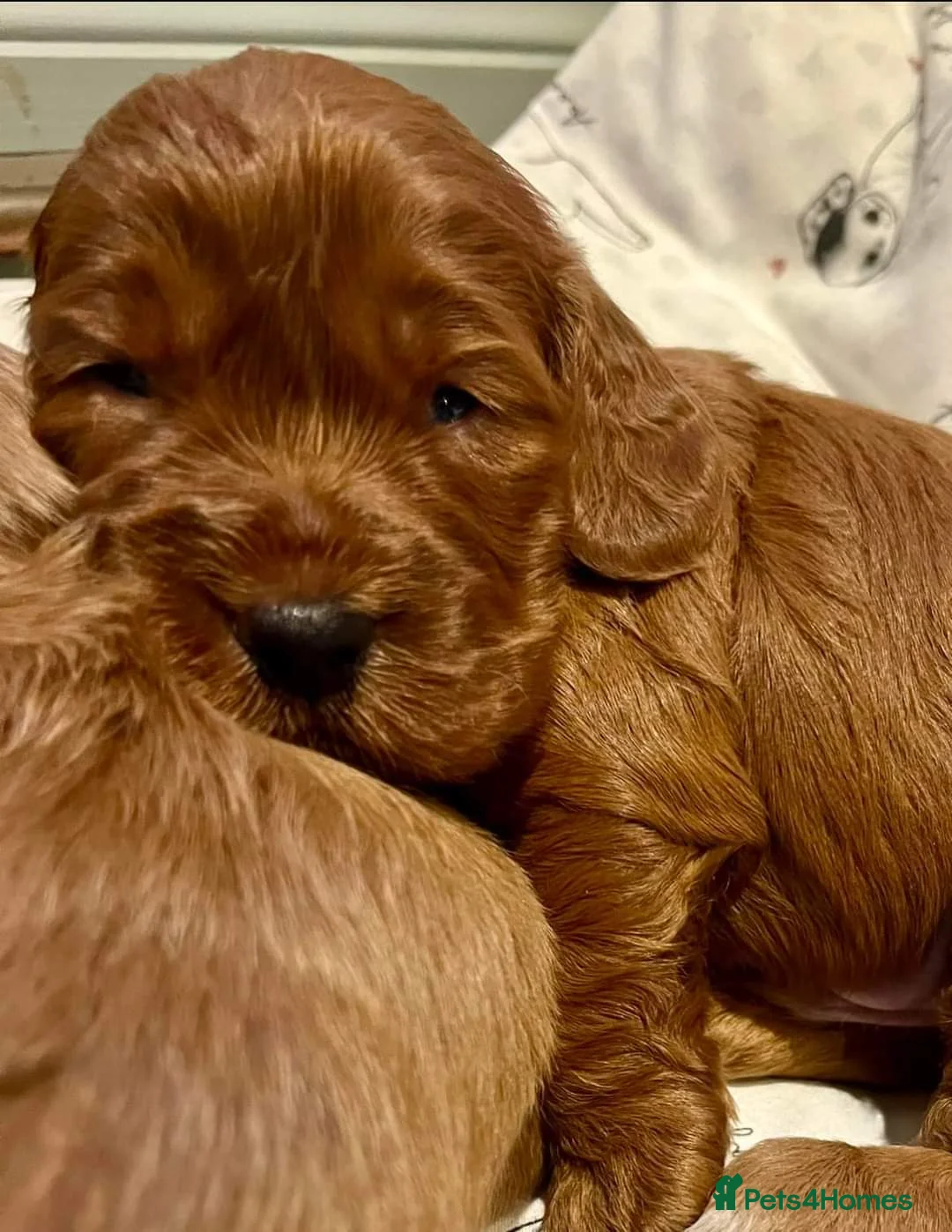 Cockapoo dogs for stud: 100% Proven F1 Fox Red Cockapoo, Stud only in Kirkcaldy - Advert 30