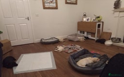 Labrador Retriever dogs for sale: Equal parts adventure and sofa buddies (Labradors) - Image 13
