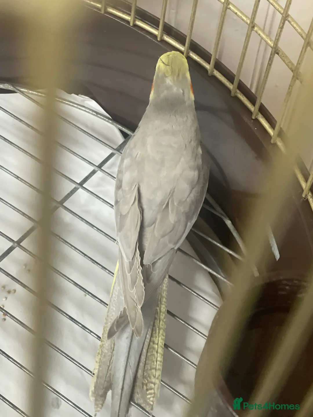 Cockatiels birds for sale: Cockatiel  - Advert 7