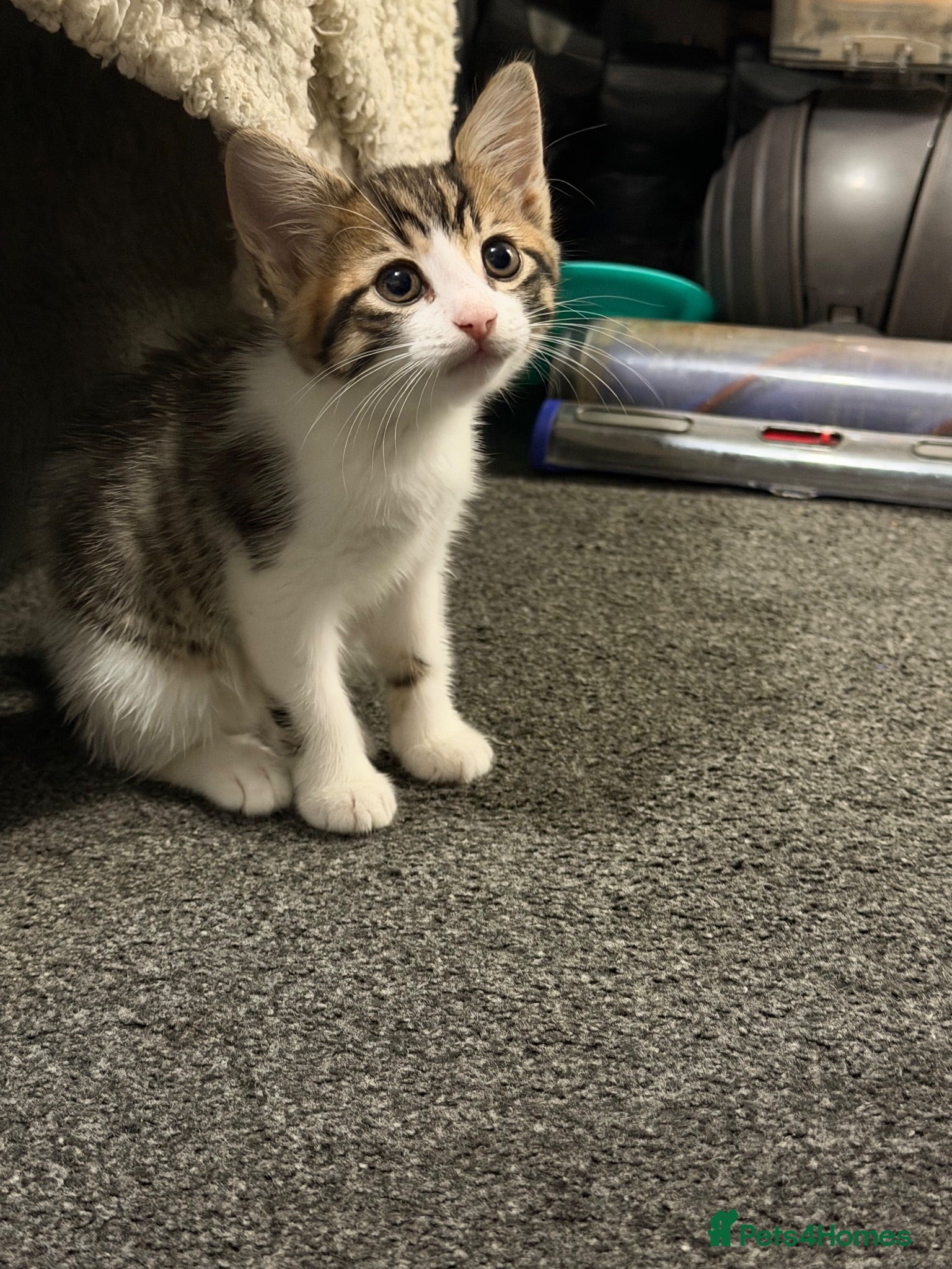 Siberian cats Ready now Gorgeous Siberian mixed kitten male  - Advert 15