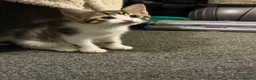 Siberian cats for sale: Ready now Gorgeous Siberian mixed kitten male  - Advert 1