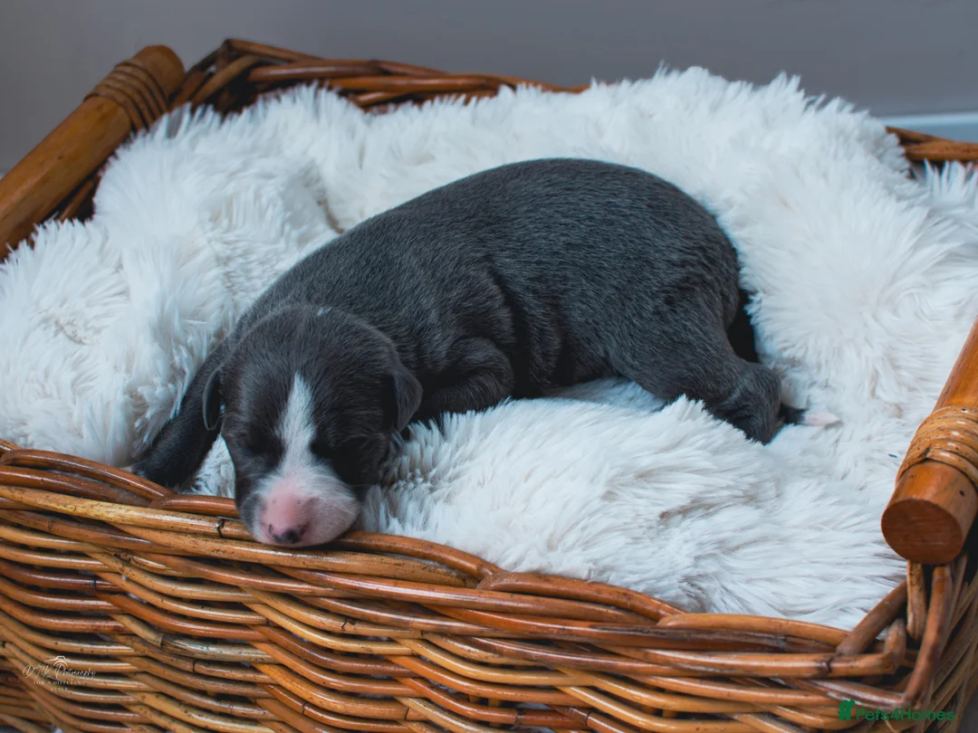 Whippet dogs for sale: KC Registered Blue Whippet Puppies  in Doncaster - Advert 5