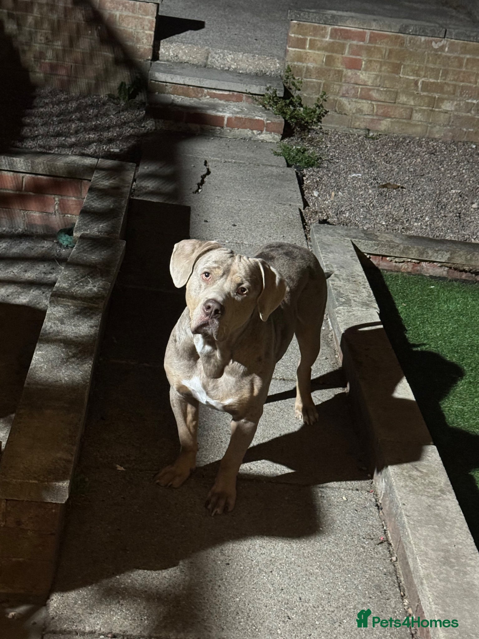 American Bulldog dogs Rehoming dog  - Advert 6