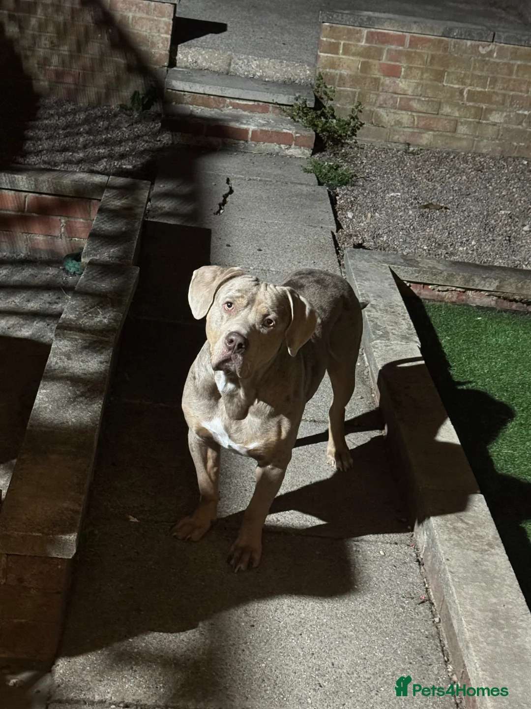 American Bulldog dogs for sale: Rehoming dog  - Advert 1