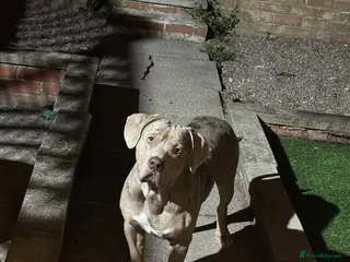 American Bulldog dogs Rehoming dog - Advert 6