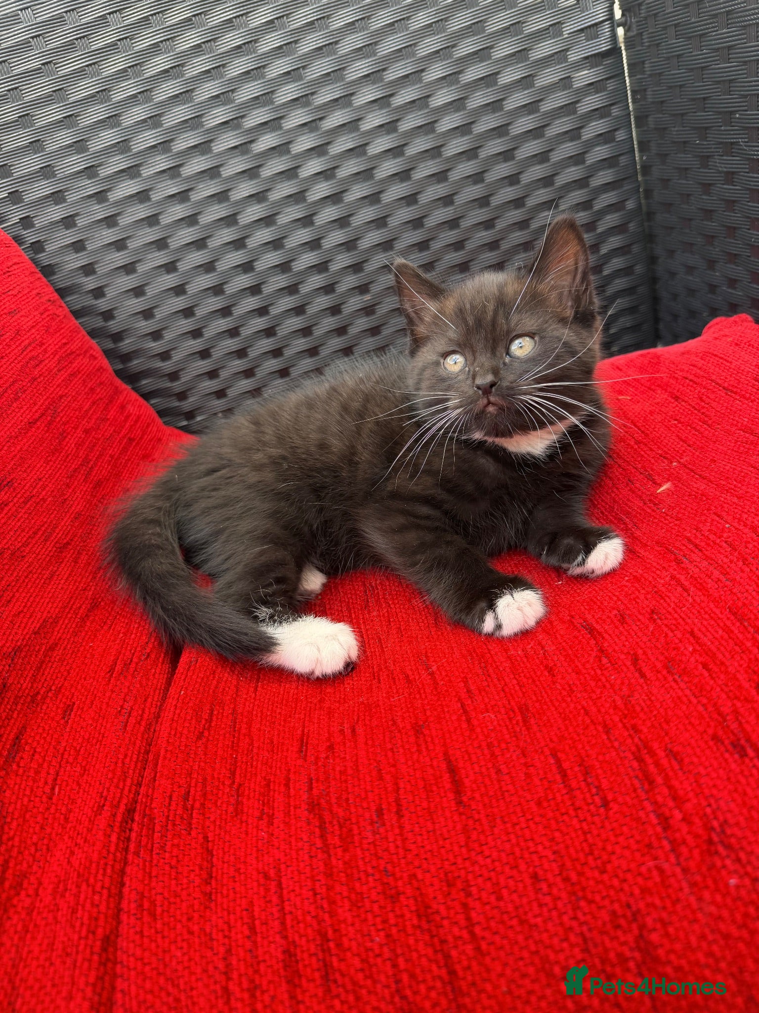 Mixed Breed cats Beautiful Tuxedo Girl Kitten - Advert 2