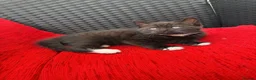 Mixed Breed cats for sale: Beautiful Tuxedo Girl Kitten - Advert 1