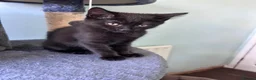 Mixed Breed cats for sale: Three friendly kittens  - Advert 7
