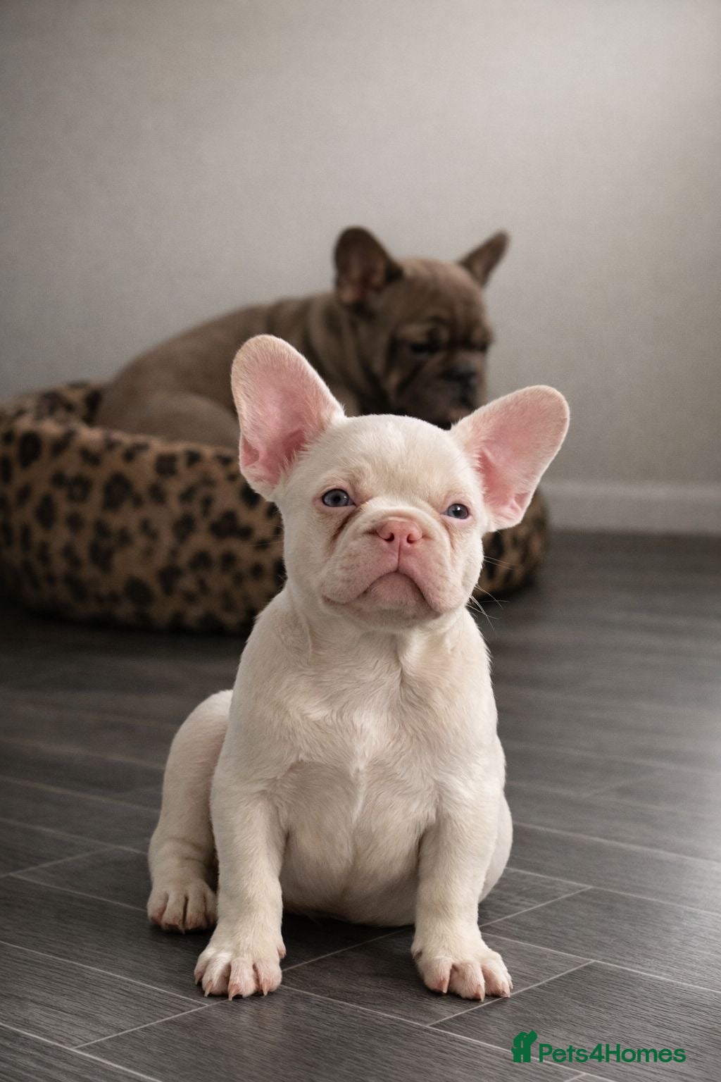 French Bulldog dogs Ready now - Beautiful Micro frenchie litter - Advert 16