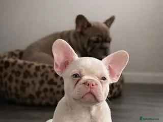 French Bulldog dogs Ready now - Beautiful Micro frenchie litter - Advert 16
