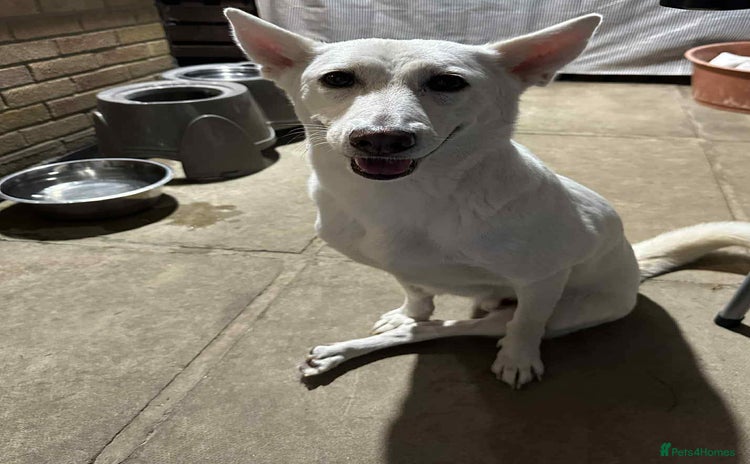 Mixed Breed dogs 🌸 Meet Jamilia – Beautiful Inside and Out 🌸 - Advert 10