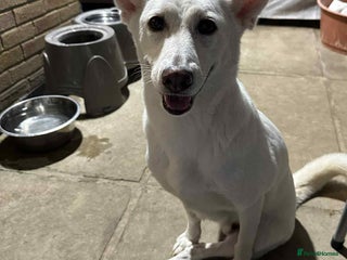 Mixed Breed dogs 🌸 Meet Jamilia – Beautiful Inside and Out 🌸 - Advert 4