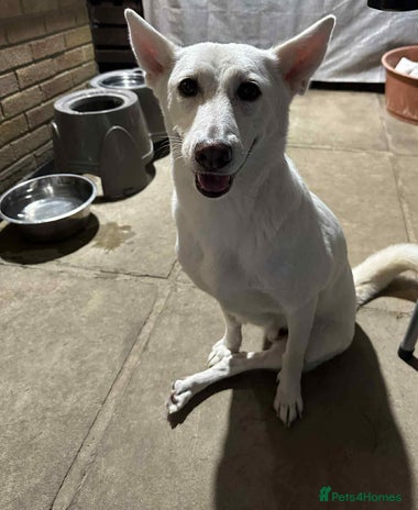 Mixed Breed dogs 🌸 Meet Jamilia – Beautiful Inside and Out 🌸 - Advert 6