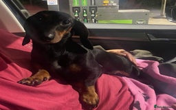 Dachshund dogs for sale: Smooth hair standard dachshunds - Image 10