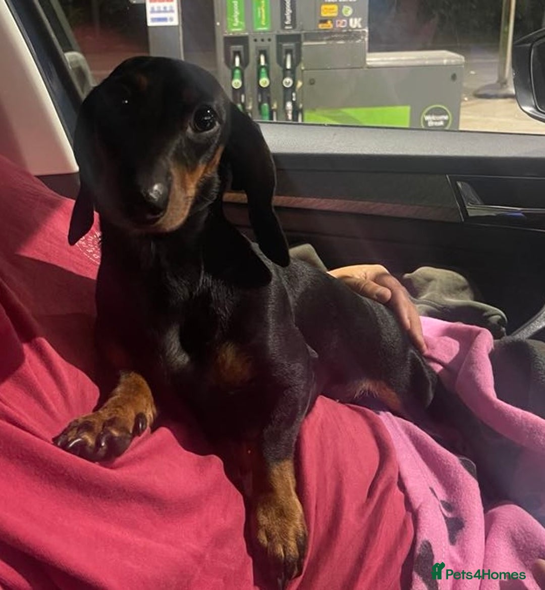 Dachshund dogs for sale: Smooth hair standard dachshunds - Image 10