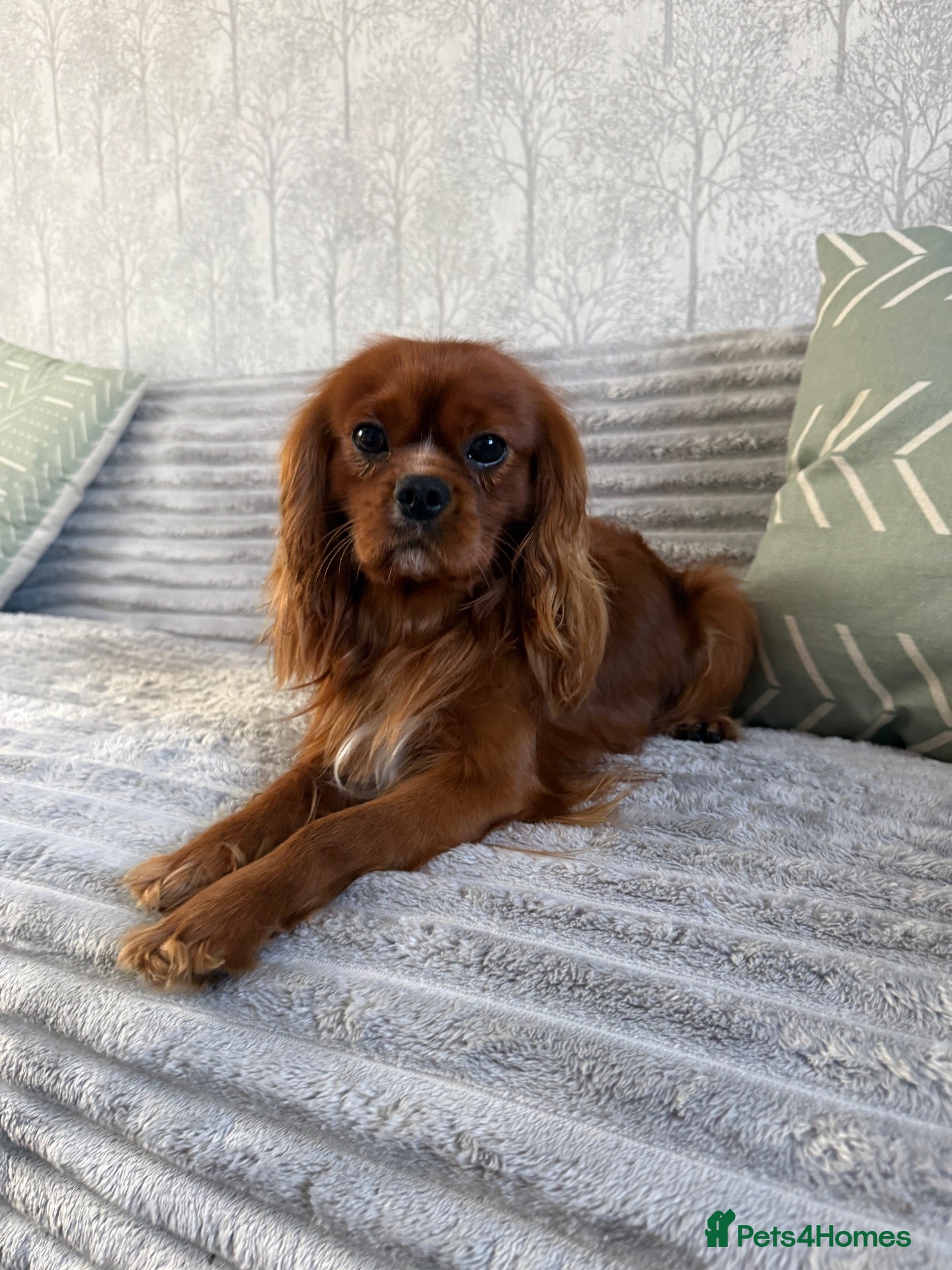 Cavalier King Charles Spaniel dogs KC Health tested Ruby CKCS Stud  - Advert 1