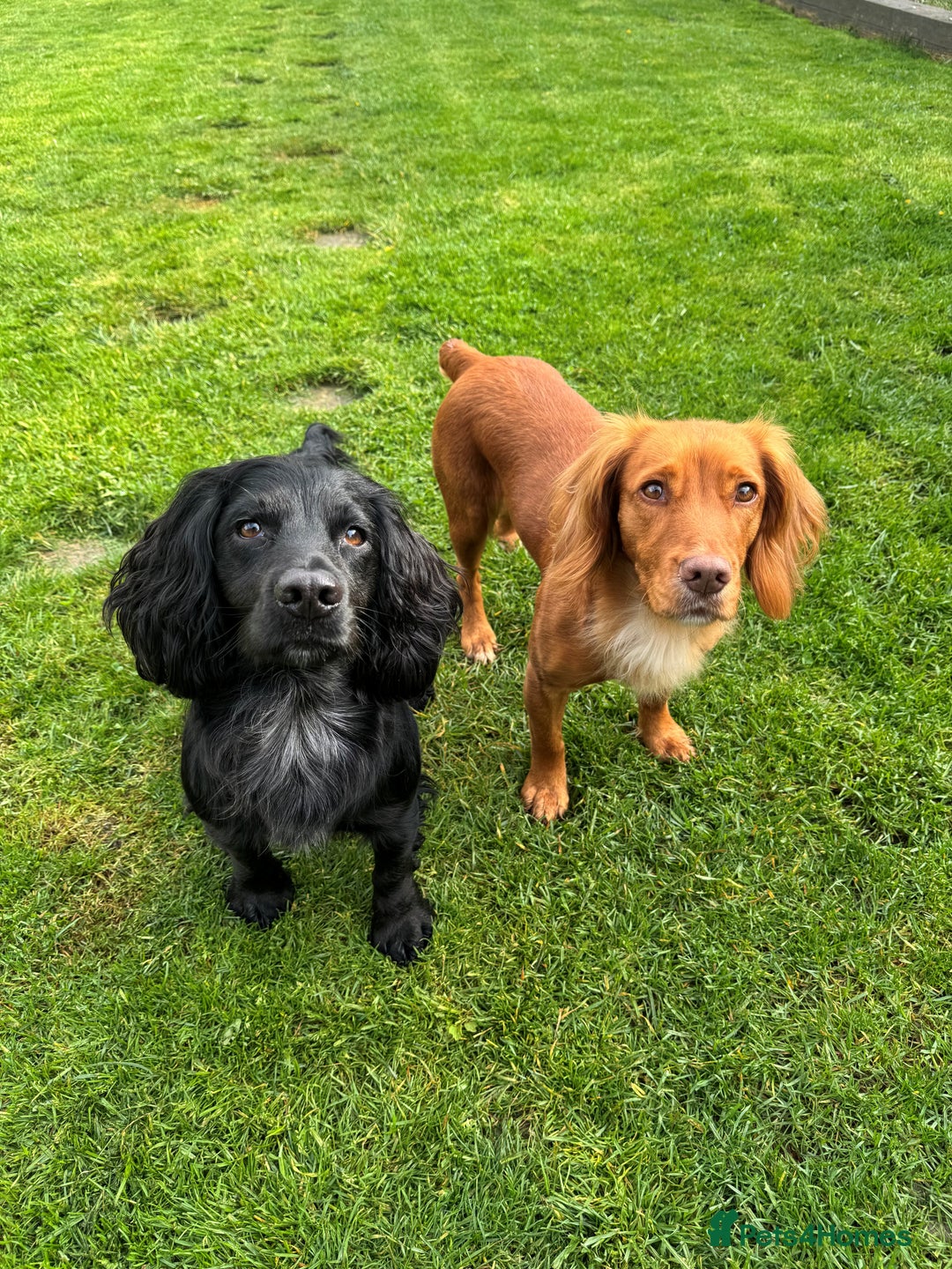 Cocker Spaniel dogs for sale: Working cocker spaniel puppies - Image 2