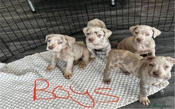 Cane Corso dogs for sale: Cane corso pups  - Image 7