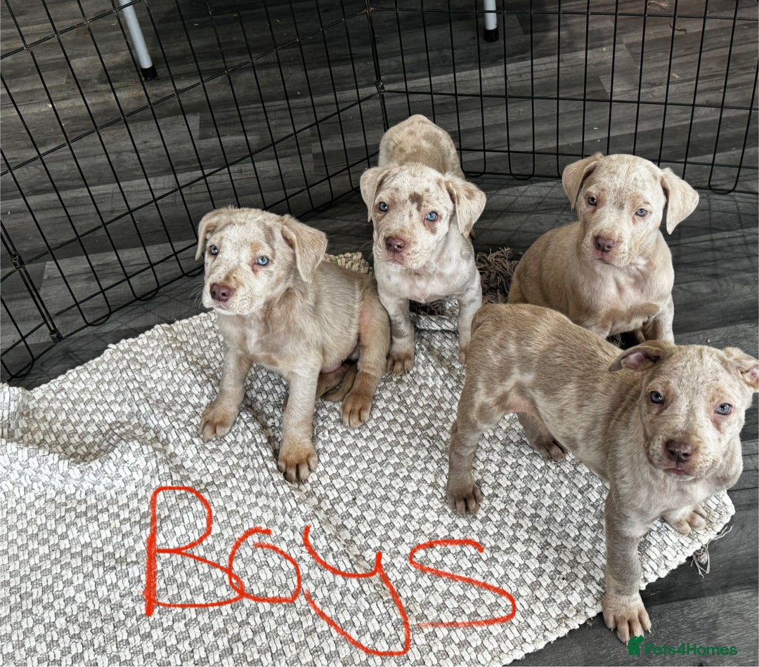 Cane Corso dogs for sale: Cane corso pups  - Image 7