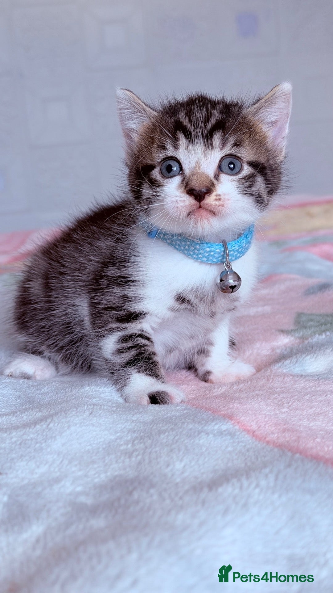 Mixed Breed cats 🩶Ragamuffin crossed Bengal kittens🩶 - Advert 7