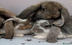 French Lop rabbits for sale: Beautiful Purebred French Lops For Sale - Image 17