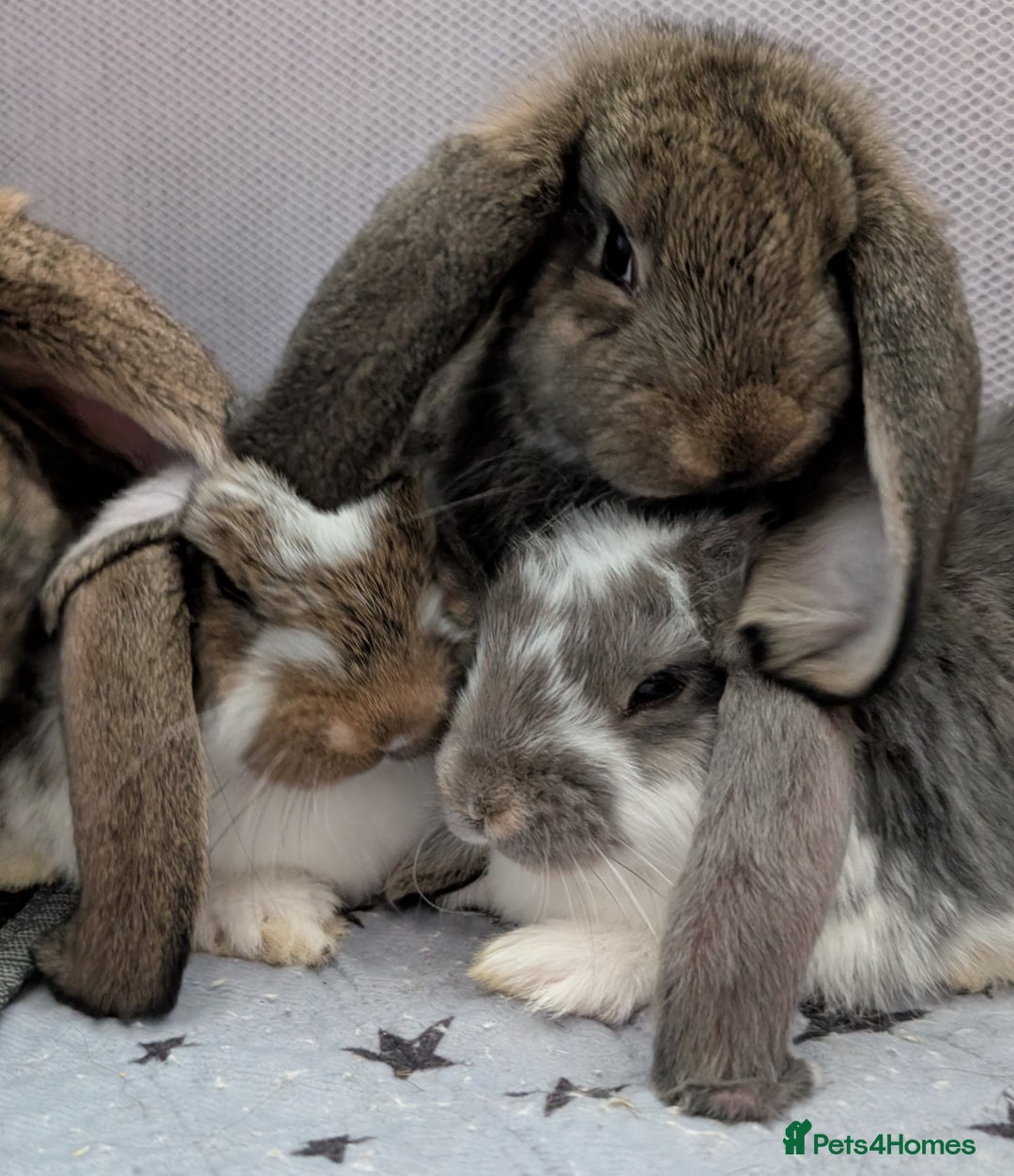 French Lop rabbits for sale: Beautiful Purebred French Lops For Sale - Image 17