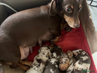 Miniature Dachshund dogs Miniature Daschunds . Ready 23rd/24th December - Advert 4