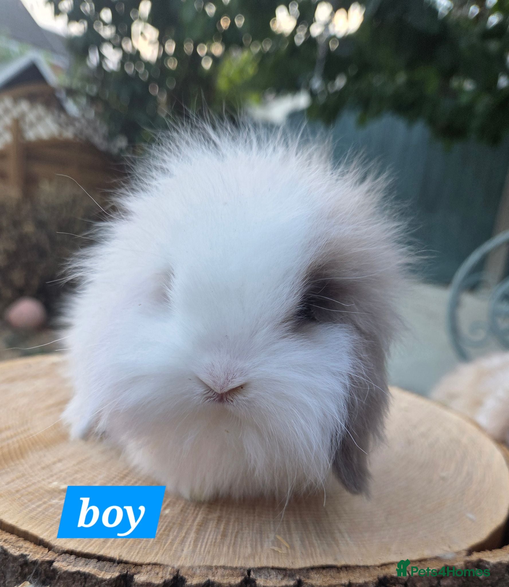 Angora rabbits  Super fluffy baby teddywidders  - Advert 2