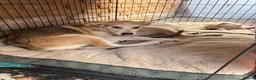 Mixed Breed dogs for sale: Low Content Wolfdog puppies  - Advert 25