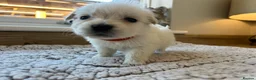 Golden Retriever dogs for sale: Our beautiful golden retriever pups - Advert 30