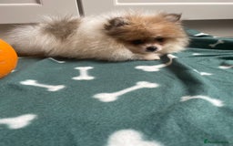 Pomeranian dogs for sale: Fluffy Pomeranian puppies - Image 7