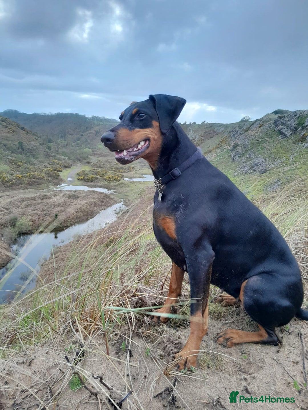 Dobermann dogs for sale: Dobermann puppies - Image 33