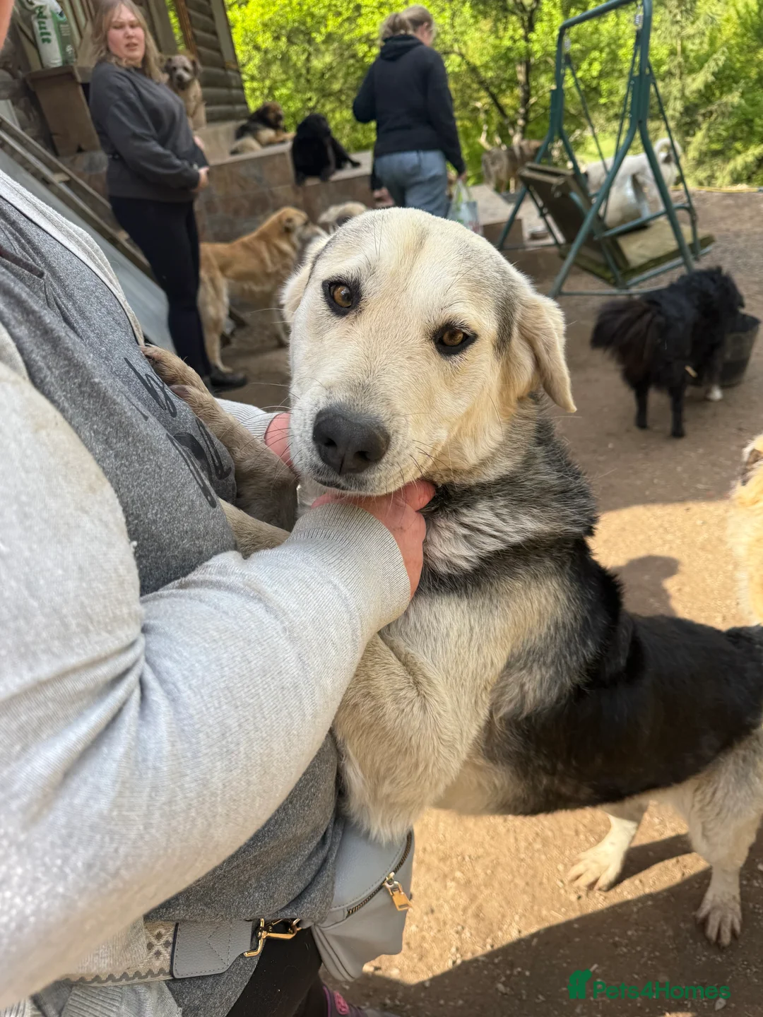 Mixed Breed dogs for adoption: Gruia 💙 - Advert 7