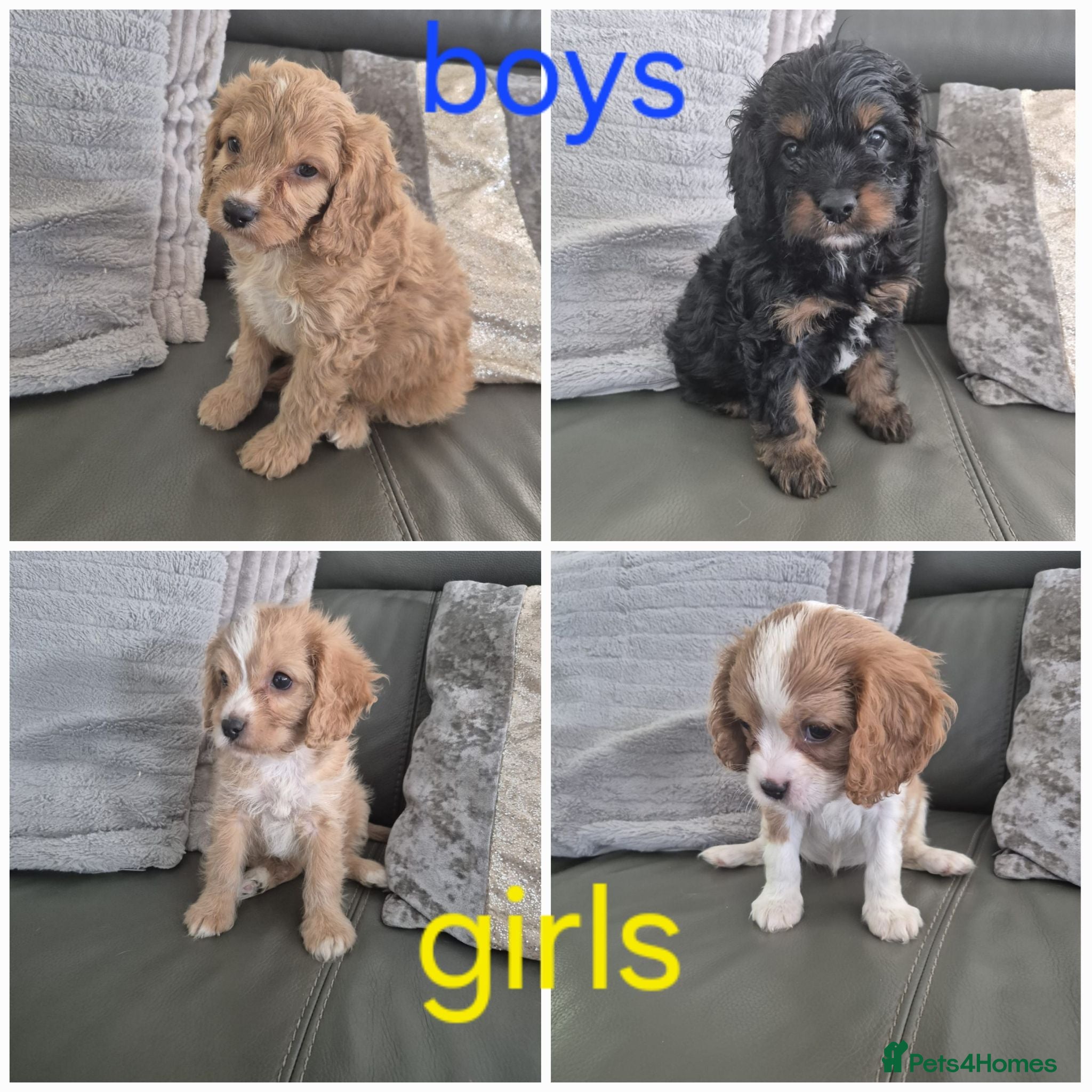 Cavapoo dogs F1 Cavapoo's  - Advert 1