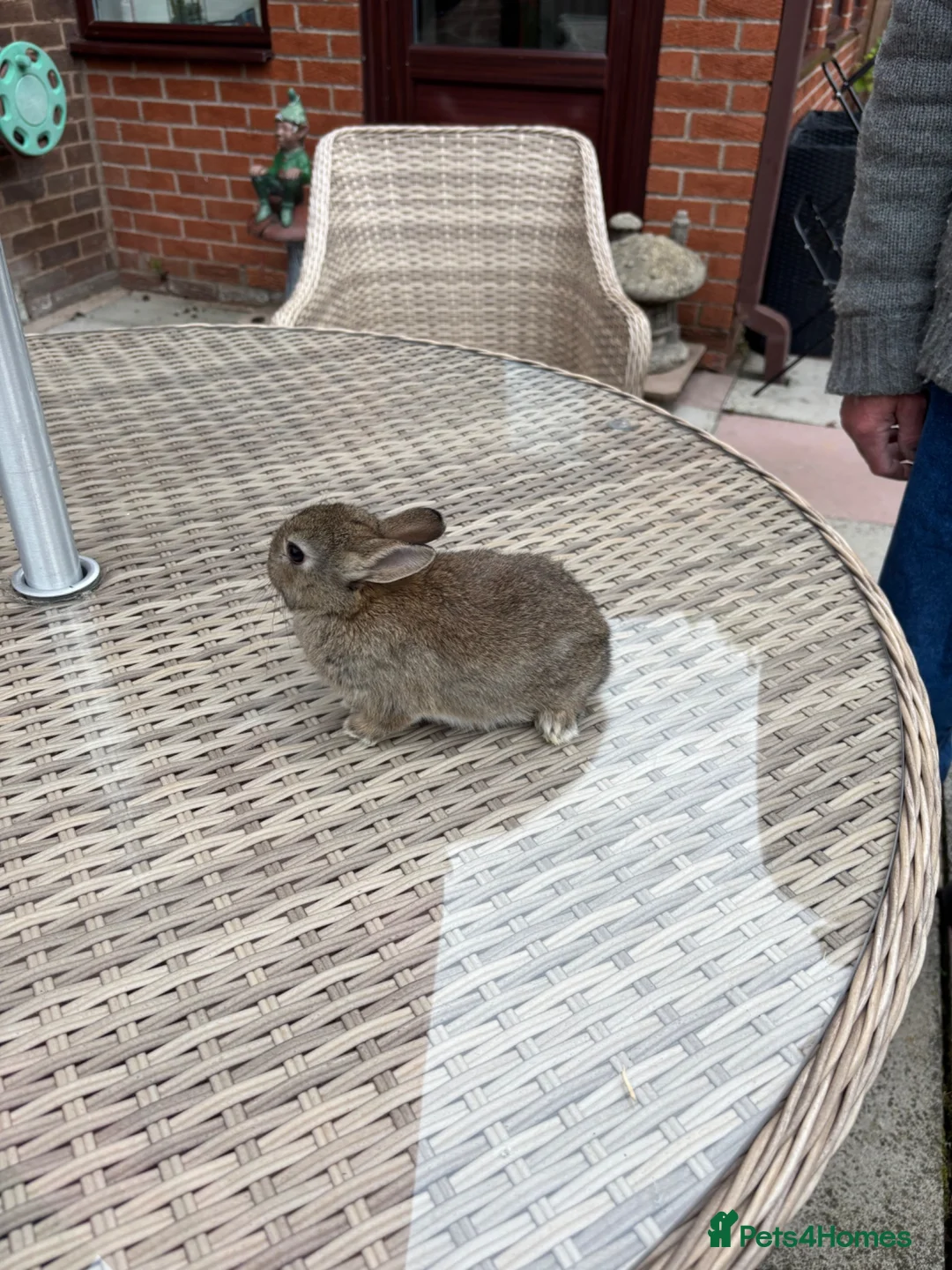 Netherland Dwarf rabbits for sale: Netherland Dwarf baby’s  in Leyland - Advert 6