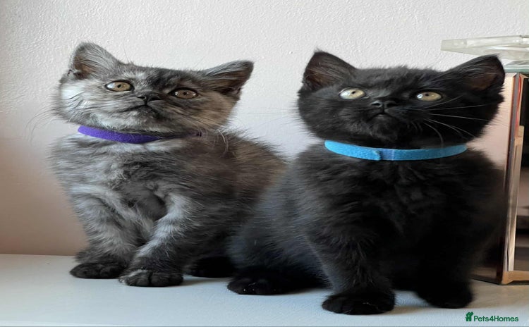 British Shorthair cats - Advert 1