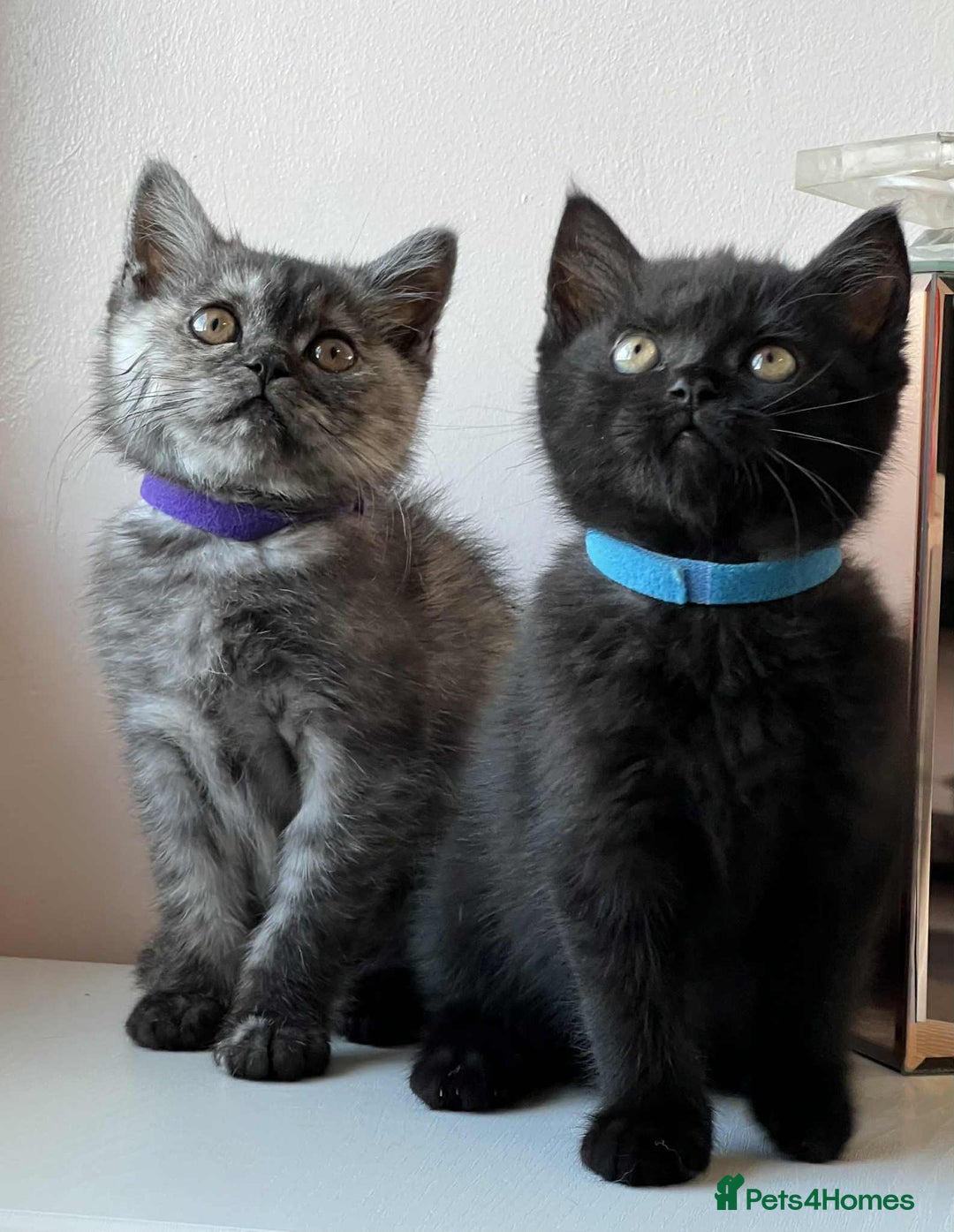 British Shorthair cats for sale: British Shorthair kittens - Image 2