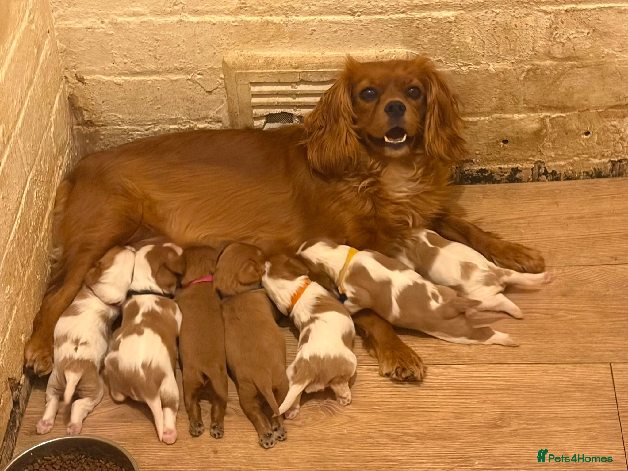 Cavalier King Charles Spaniel dogs 7 beautiful cavalier King Charles spaniel - Advert 1