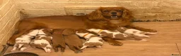 Cavalier King Charles Spaniel dogs for sale: 7 beautiful cavalier King Charles spaniel in Wigston - Advert 1